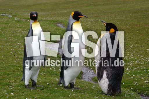 Königspinguin (10 von 84).jpg